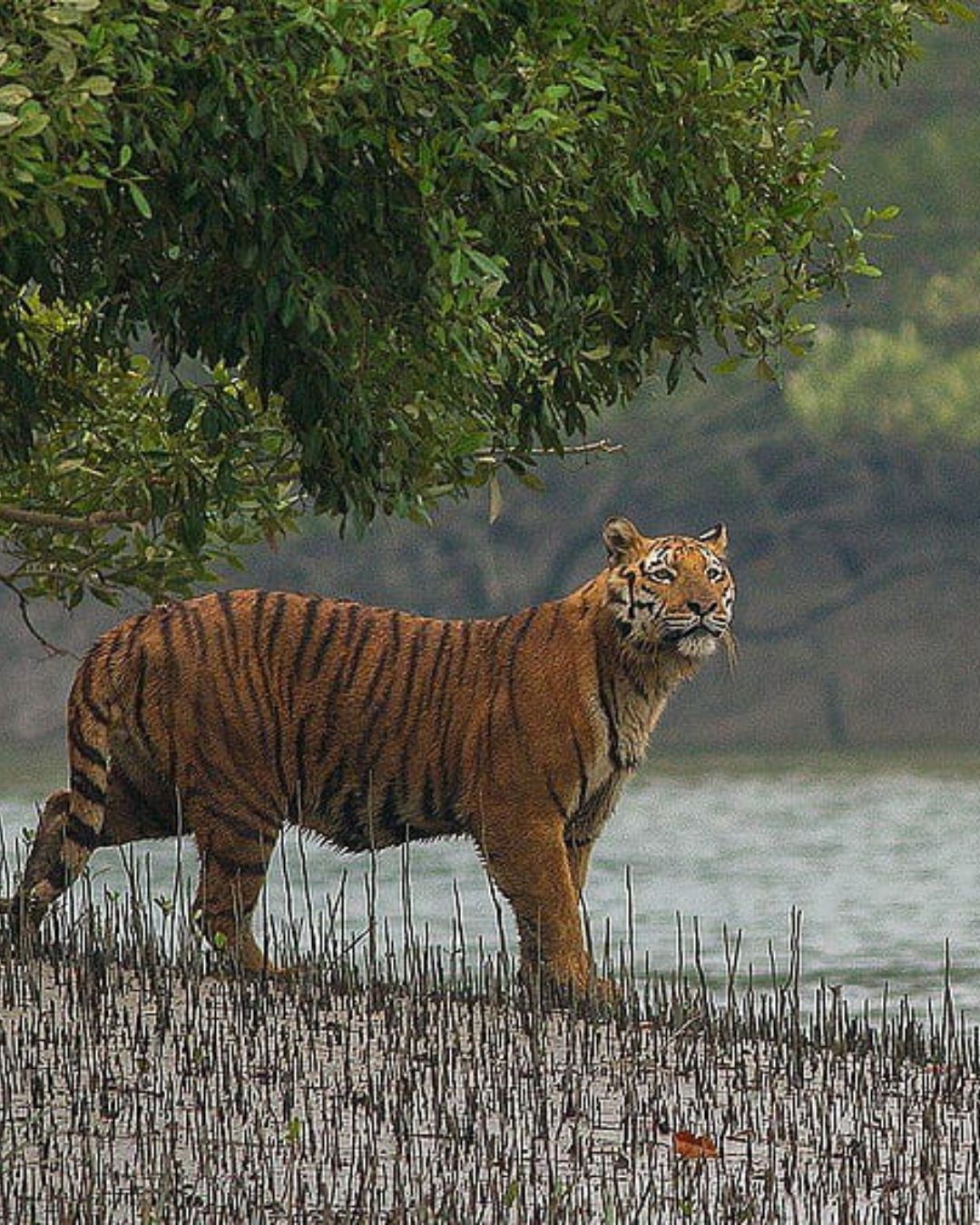 Mangrove forest canals of Sundarbans with boat safari in Bangladesh