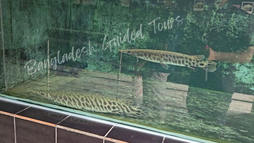 Alligator Gar (Atractosteus spatula) swimming in aquatic exhibit at Bangabandhu Sheikh Mujib Safari Park in Gazipur, Bangladesh showing large prehistoric freshwater fish in controlled conservation habitat