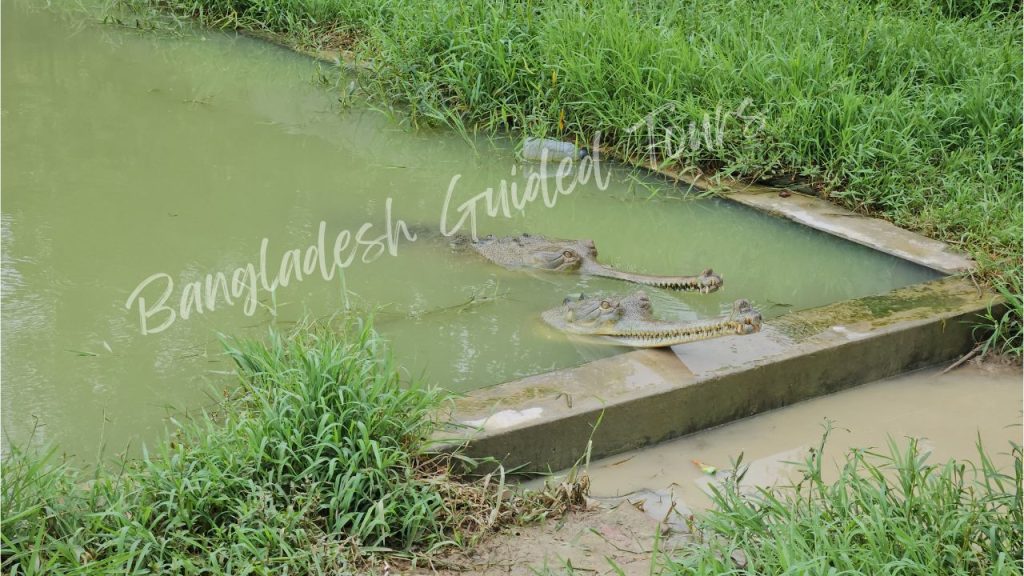 Gharial (Gavialis gangeticus) resting in aquatic enclosure at Bangabandhu Sheikh Mujib Safari Park in Gazipur, Bangladesh showcasing endangered river crocodile and wildlife conservation habitat