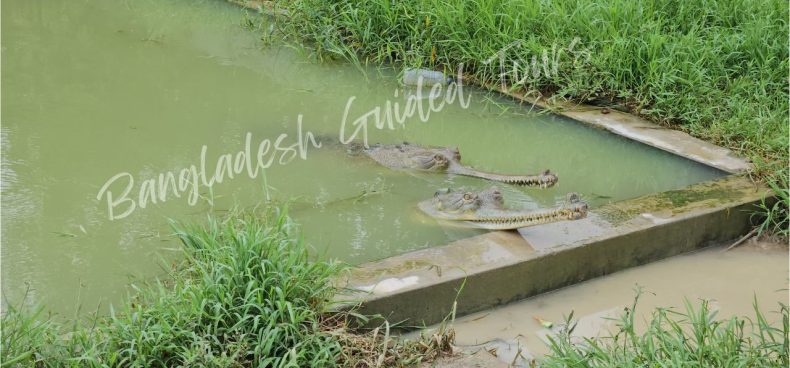 Gharial (Gavialis gangeticus) resting in aquatic enclosure at Bangabandhu Sheikh Mujib Safari Park in Gazipur, Bangladesh showcasing endangered river crocodile and wildlife conservation habitat