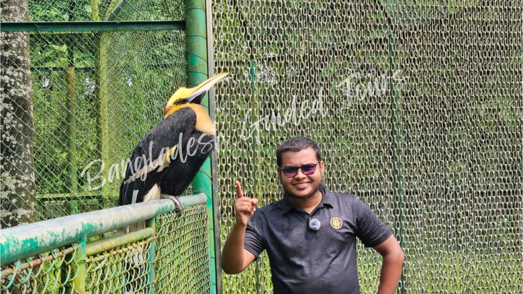 Great Hornbill (Buceros bicornis) inside high-roof aviary at Bangabandhu Sheikh Mujib Safari Park in Gazipur, Bangladesh showing large forest bird with curved beak and natural habitat conservation setting