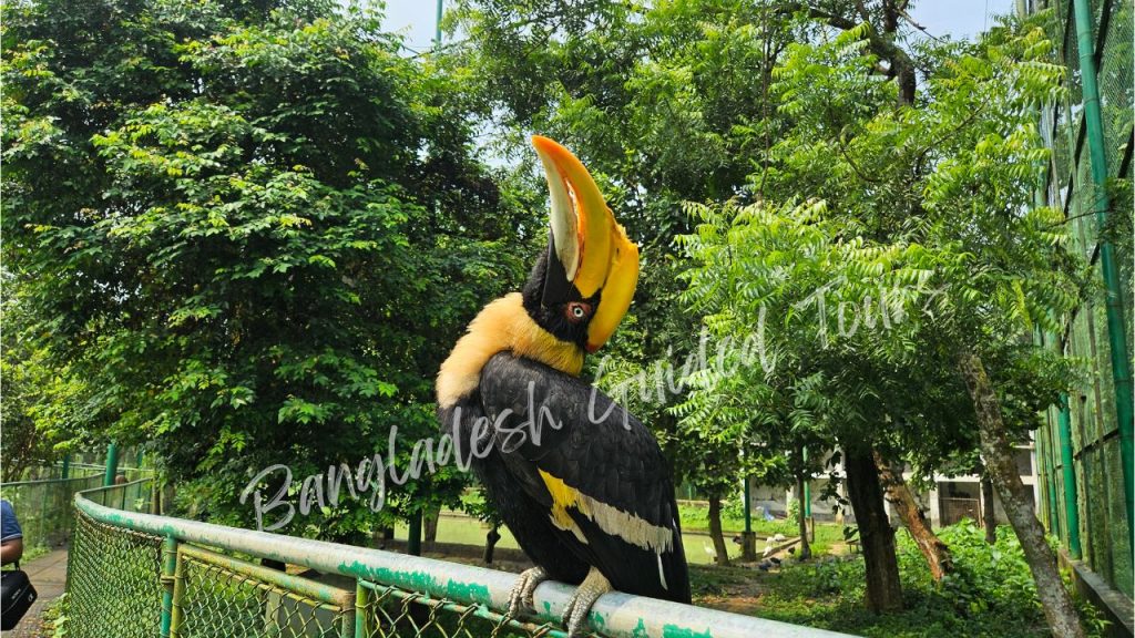 Great Hornbill (Buceros bicornis) flying above forest canopy at Bangabandhu Sheikh Mujib Safari Park in Gazipur, Bangladesh showing large hornbill bird and natural tropical forest habitat