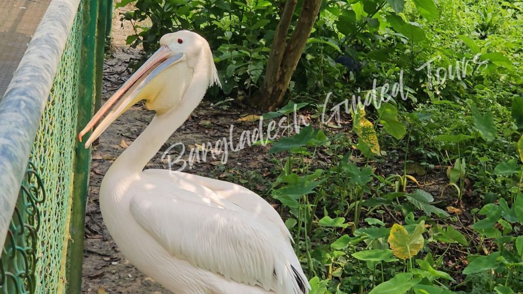 Great White Pelican (Pelecanus onocrotalus) resting in aquatic wetland area at Bangabandhu Sheikh Mujib Safari Park in Gazipur, Bangladesh showing large white bird with long bill and natural water habitat