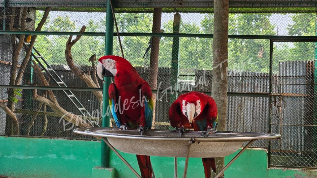 Macaw parrots inside aviary at Bangabandhu Sheikh Mujib Safari Park in Gazipur, Bangladesh showing colorful tropical rainforest birds with bright feathers and natural enclosure habitat