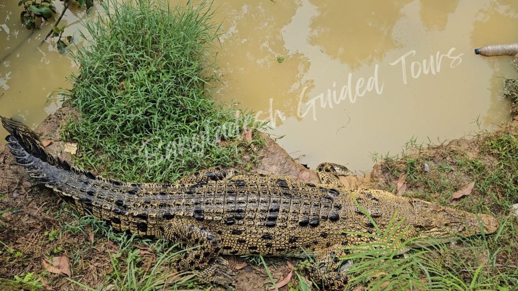 Mugger Crocodile (Crocodylus palustris) resting in wetland enclosure at Bangabandhu Sheikh Mujib Safari Park in Gazipur, Bangladesh showing large native crocodile in natural aquatic habitat