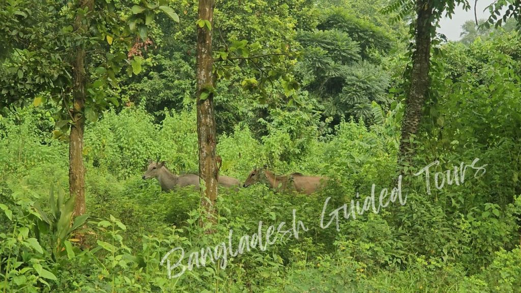 Nilgai (Boselaphus tragocamelus) standing in enclosure at Bangabandhu Sheikh Mujib Safari Park in Gazipur, Bangladesh showing large blue-grey antelope species in conservation habitat