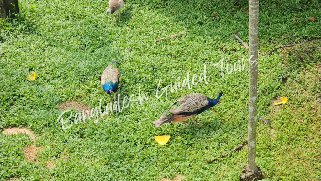 Peafowl (Pavo cristatus) walking in Bangabandhu Sheikh Mujib Safari Park in Gazipur, Bangladesh showing colorful peacock feathers and natural wildlife environment