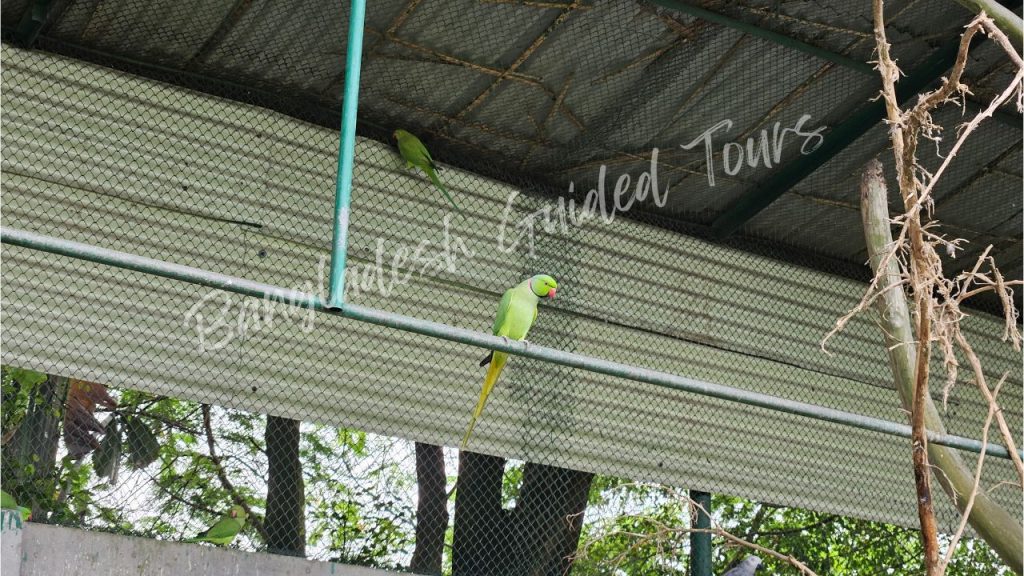 Rose-ringed Parakeet (Psittacula krameri) sitting on a tree branch at Bangabandhu Sheikh Mujib Safari Park in Gazipur, Bangladesh showcasing colorful green birdlife in natural forest habitat