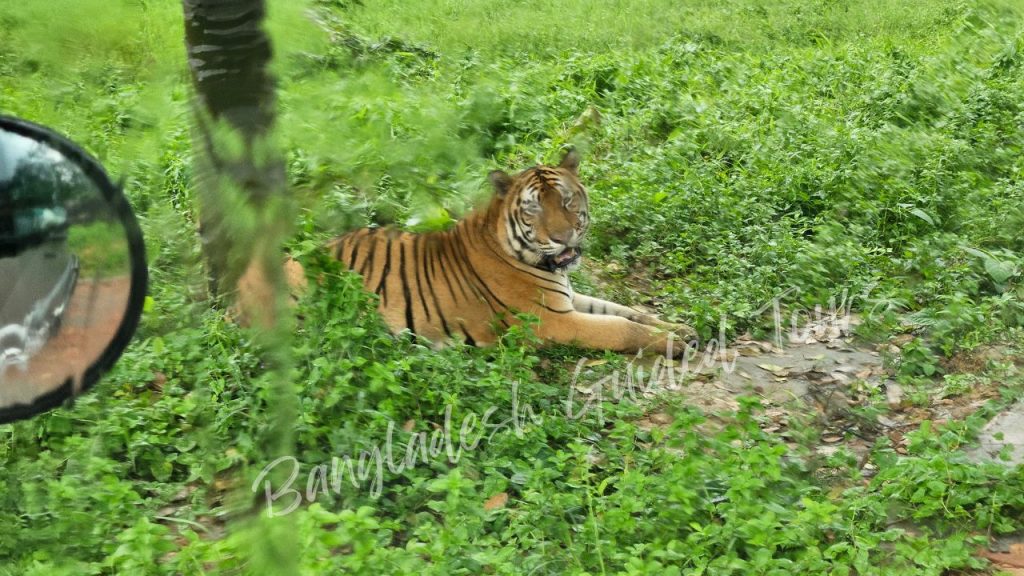 Royal Bengal Tiger at Bangabandhu Sheikh Mujib Safari Park in Gazipur, Bangladesh – national animal in natural habitat showcasing wildlife conservation and safari experience