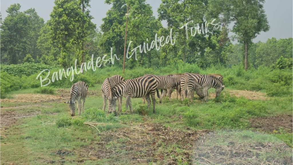 Zebra (Equus zebra) walking in African Safari Zone at Bangabandhu Sheikh Mujib Safari Park in Gazipur, Bangladesh showing black and white striped exotic wildlife in open habitat