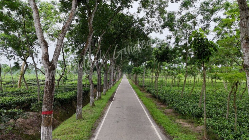 Finlay Tea Estate in Sreemangal, Bangladesh, featuring lush green tea gardens, rolling hills, and scenic natural beauty.