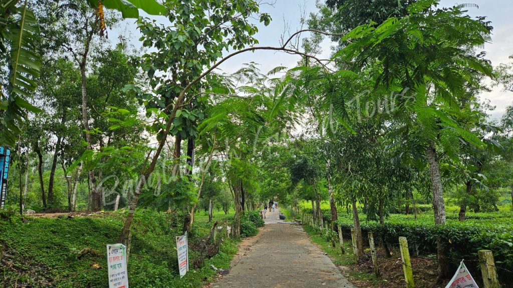 Lawachara National Park in Sreemangal, Bangladesh, featuring a lush tropical rainforest, tall trees, walking trails, and rich biodiversity.