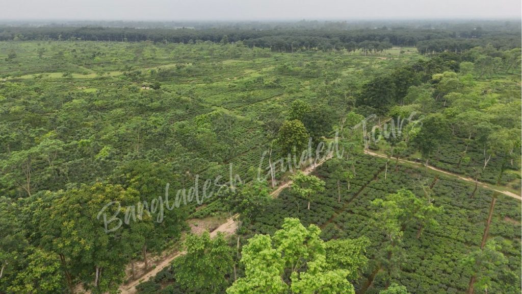 Noorjahan Tea Estate in Sreemangal, Bangladesh, featuring lush green tea gardens, rolling hills, and scenic landscapes.