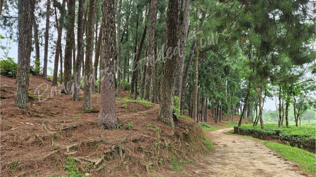 Pine Forest in Sreemangal, Bangladesh, featuring towering pine trees, peaceful walking trails, and lush natural scenery.