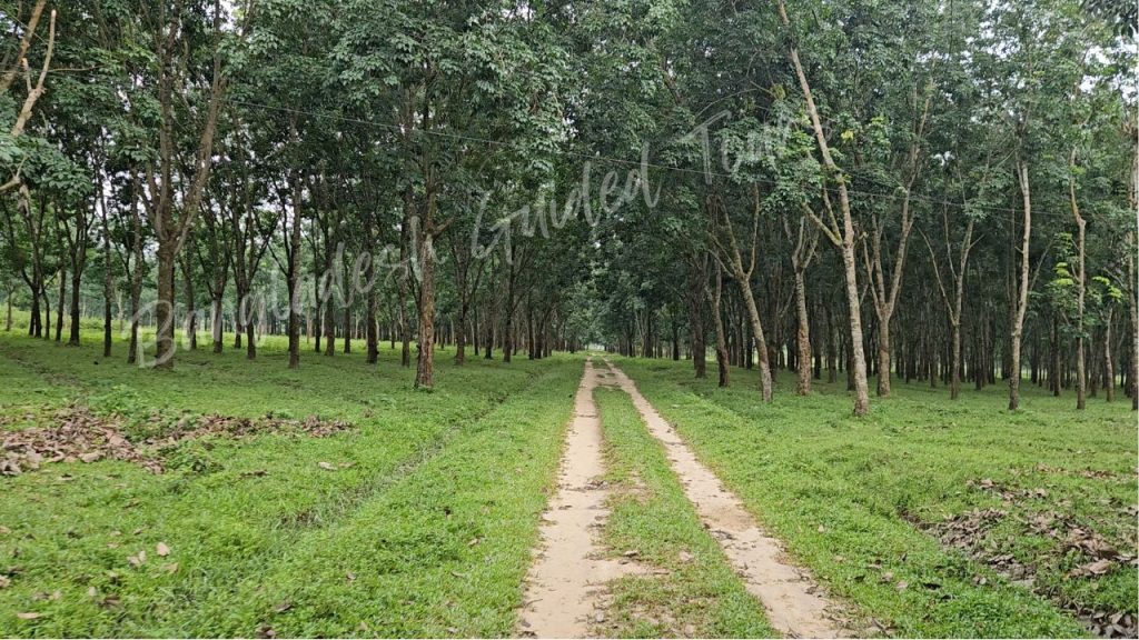 Rubber plantation in Sreemangal, Bangladesh, featuring rows of rubber trees and the traditional natural rubber collection process.