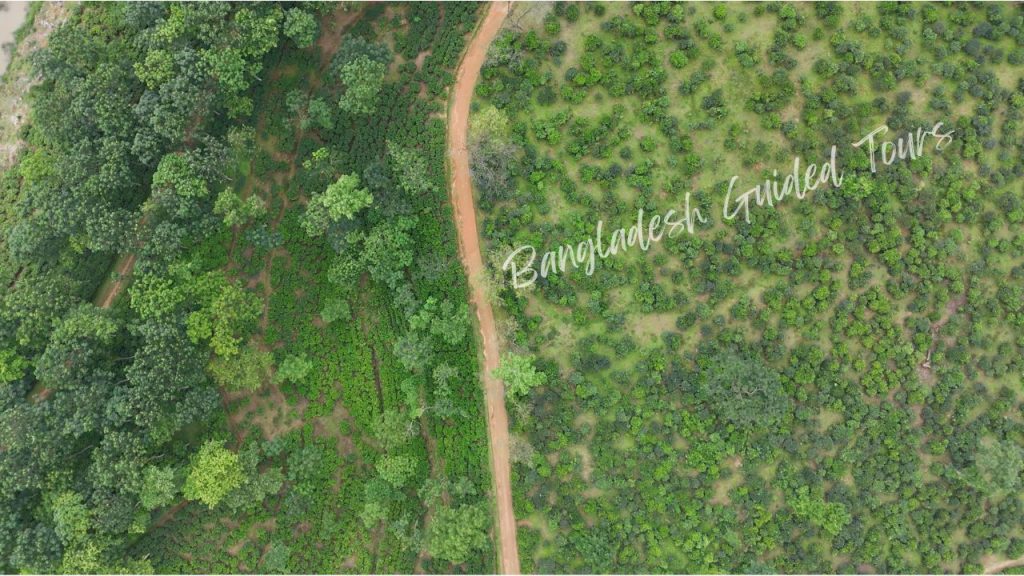 Scenic road passing through lush green tea gardens in Sreemangal, Bangladesh, surrounded by rolling hills and beautiful landscapes.