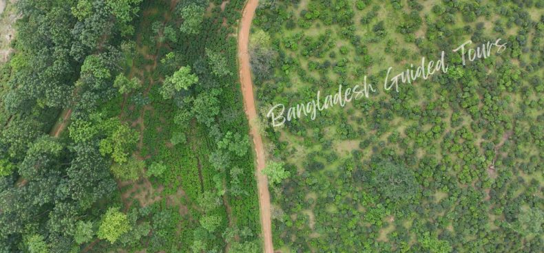 Scenic road passing through lush green tea gardens in Sreemangal, Bangladesh, surrounded by rolling hills and beautiful landscapes.