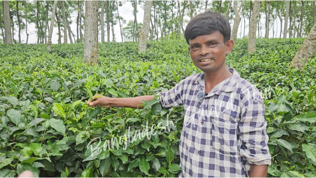 Tea workers harvesting fresh tea leaves in Sreemangal, Bangladesh, showcasing local culture and traditional tea cultivation.